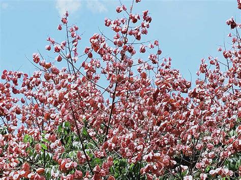 樹開花|《台灣四季開花植物完全指南：一年四季追花攻略》